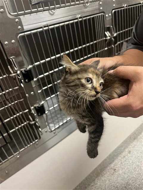 A663097, a cat for adoption from Harris County Pets