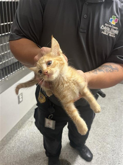 A663098, a cat for adoption from Harris County Pets