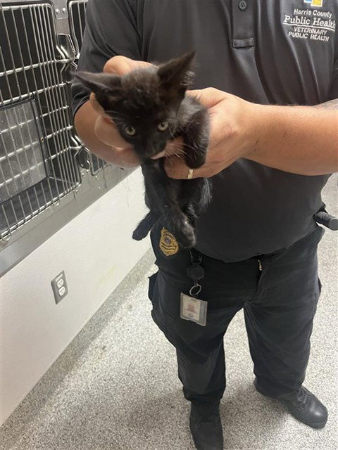 A663099, a cat for adoption from Harris County Pets