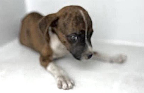 A663112, a dog for adoption from Harris County Pets