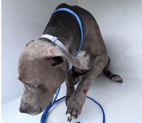 A663130, a dog for adoption from Harris County Pets