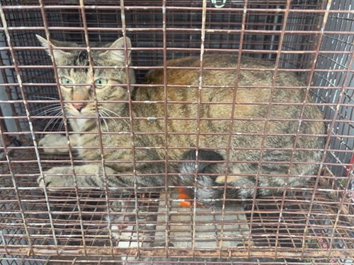 A663092, a cat for adoption from Harris County Pets