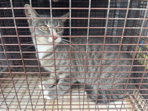 A663095, a cat for adoption from Harris County Pets