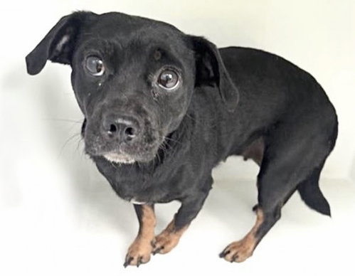 A663117, a dog for adoption from Harris County Pets