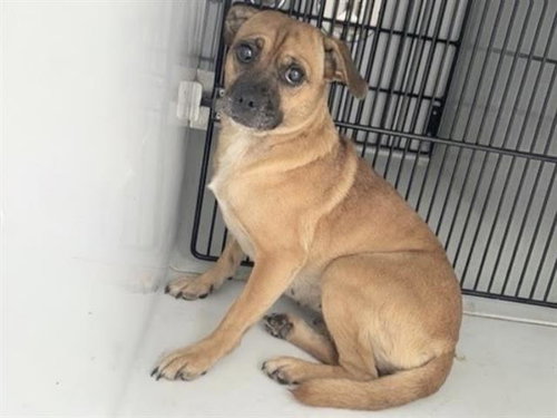 A663118, a dog for adoption from Harris County Pets