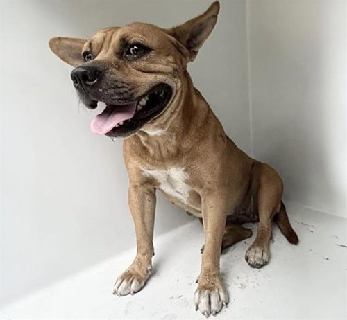 A663120, a dog for adoption from Harris County Pets