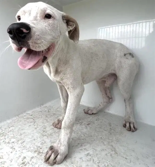 Pennywise - Pit Bull Terrier