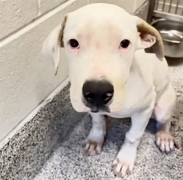 Pennywise - Pit Bull Terrier
