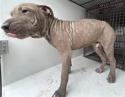 A663122, a dog for adoption from Harris County Pets