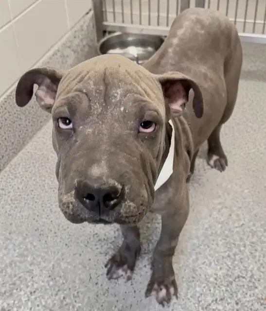 Unknown - Presa Canario