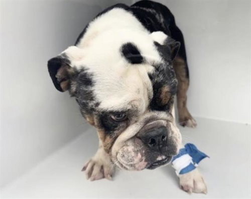 A663124, a dog for adoption from Harris County Pets