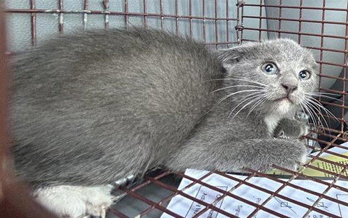 A663125, a cat for adoption from Harris County Pets