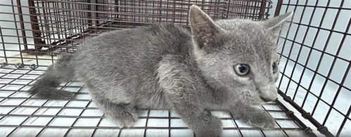A663126, a cat for adoption from Harris County Pets