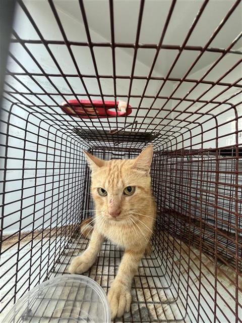 A663127, a cat for adoption from Harris County Pets