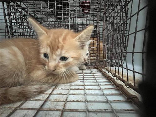 A663129, a cat for adoption from Harris County Pets