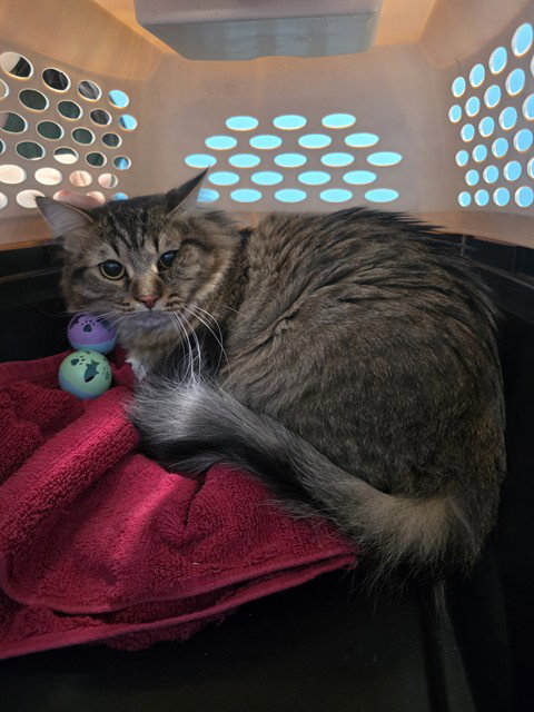 ZEUS, a cat for adoption from Harris County Pets