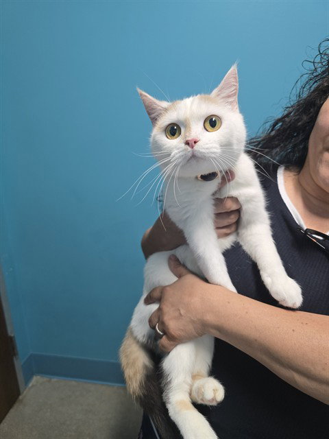 NALA, a cat for adoption from Harris County Pets