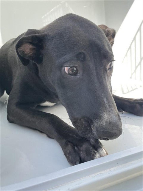 NYLA, a dog for adoption from Harris County Pets