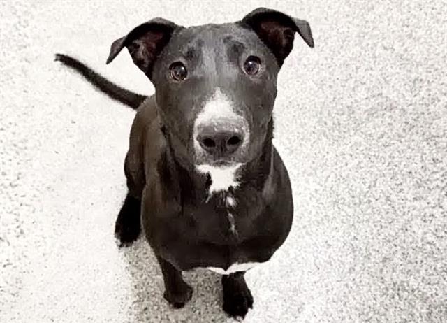 NYLA
