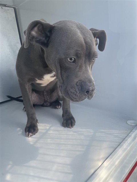 A663171, a dog for adoption from Harris County Pets