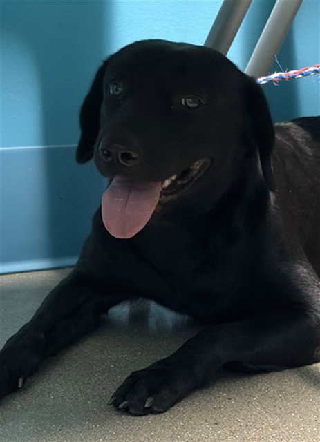 NEGRITA, a dog for adoption from Harris County Pets