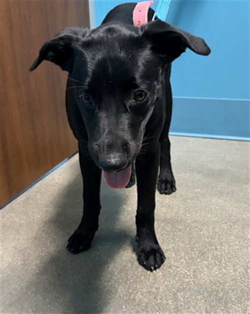 OSITO, a dog for adoption from Harris County Pets