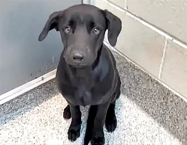 Osito - Labrador Retriever