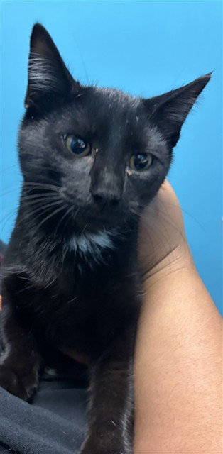 SOUL, a cat for adoption from Harris County Pets