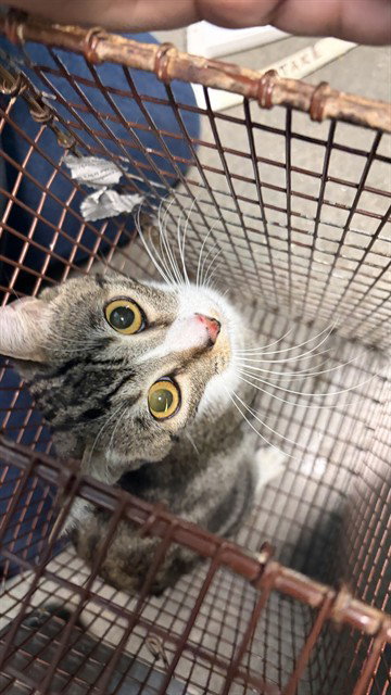 WISKERS, a cat for adoption from Harris County Pets