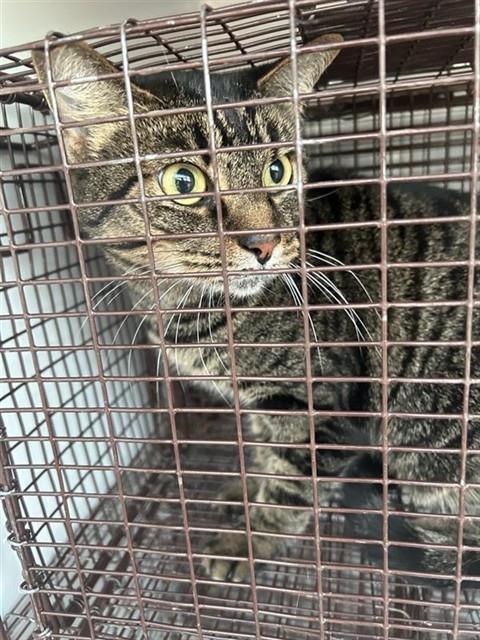 A663131, a cat for adoption from Harris County Pets