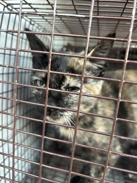 A663132, a cat for adoption from Harris County Pets