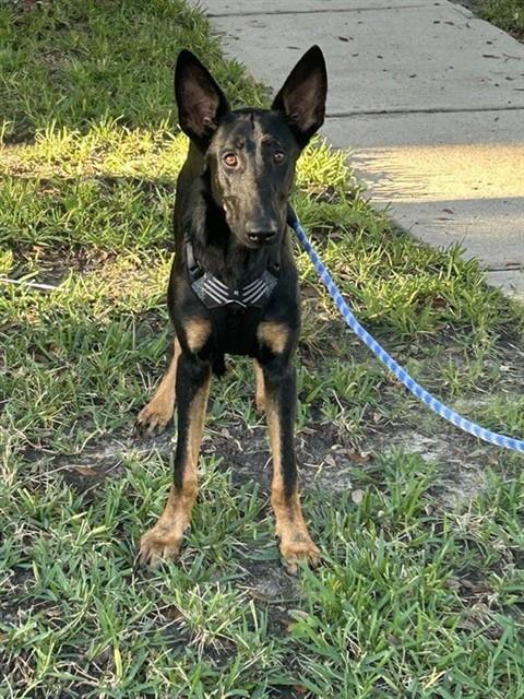 A663137, a dog for adoption from Harris County Pets