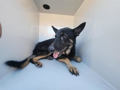 A663138, a dog for adoption from Harris County Pets