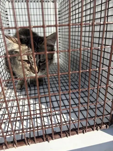 Unknown - Domestic Medium Hair