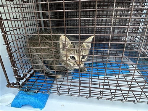 A663140, a cat for adoption from Harris County Pets