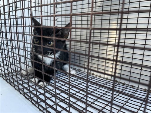 A663141, a cat for adoption from Harris County Pets