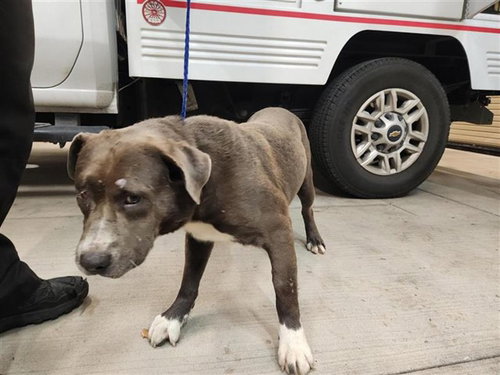 A663146, a dog for adoption from Harris County Pets
