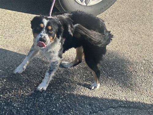 A663147, a dog for adoption from Harris County Pets