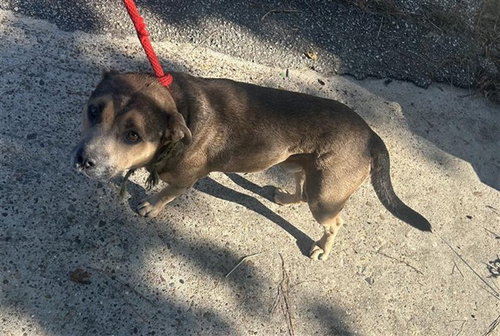 A663148, a dog for adoption from Harris County Pets