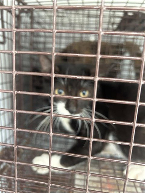 A663152, a cat for adoption from Harris County Pets