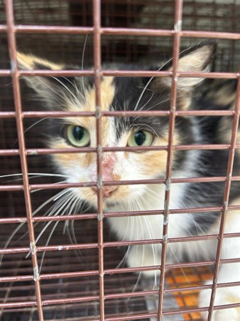 A663158, a cat for adoption from Harris County Pets
