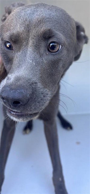 A663159, a dog for adoption from Harris County Pets