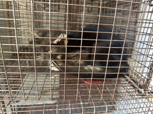 A663160, a cat for adoption from Harris County Pets