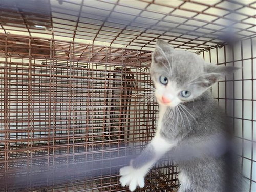 A663161, a cat for adoption from Harris County Pets
