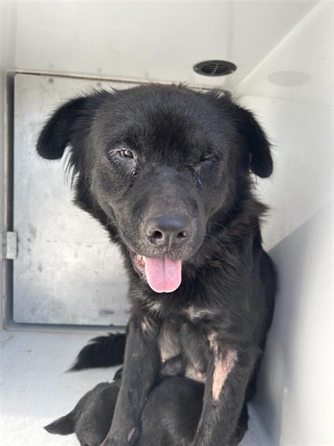A663165, a dog for adoption from Harris County Pets