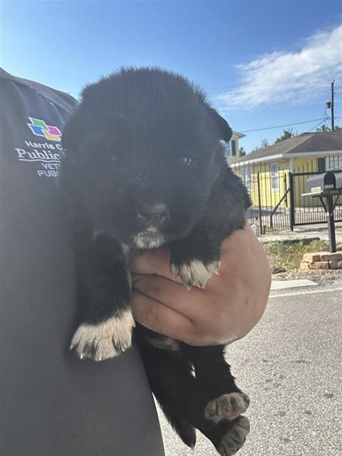 A663167, a dog for adoption from Harris County Pets
