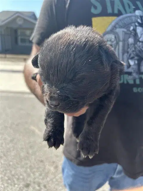 Unknown - Labrador Retriever