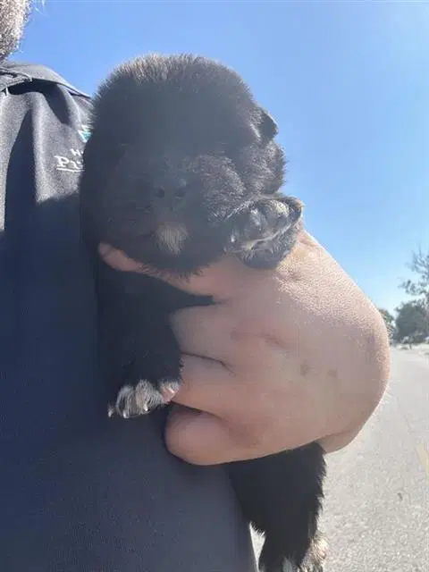 Unknown - Labrador Retriever