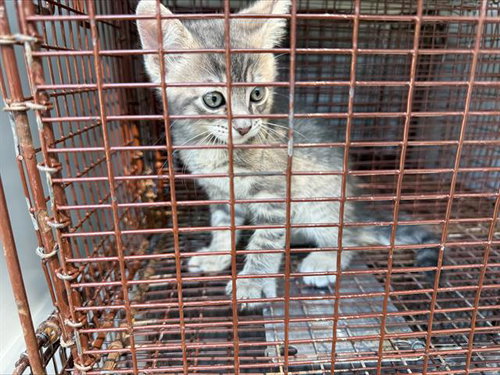 A663174, a cat for adoption from Harris County Pets