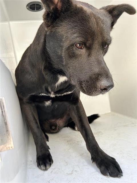 A663175, a dog for adoption from Harris County Pets